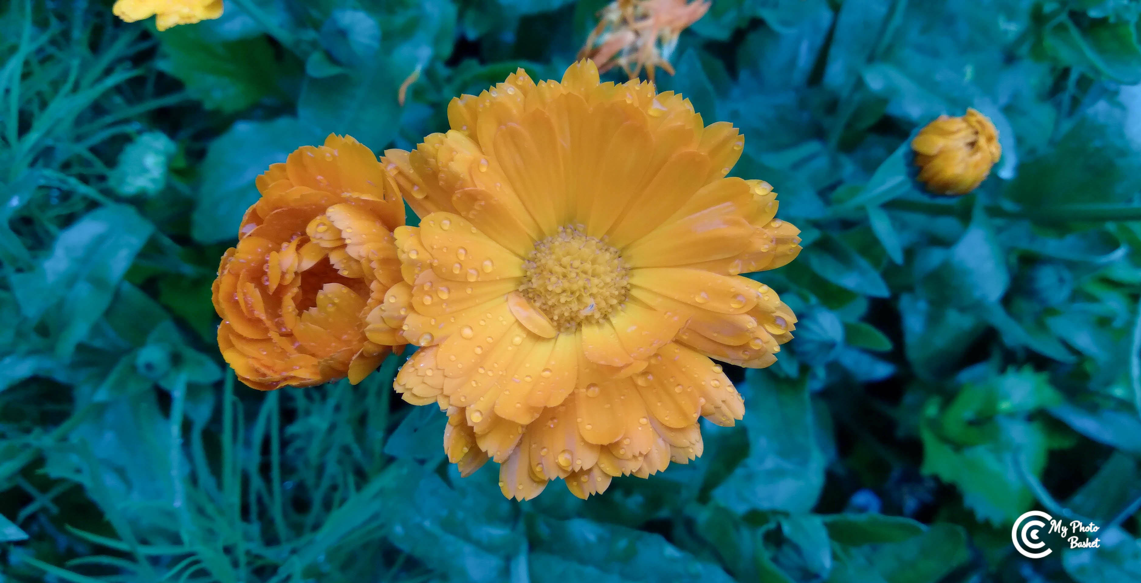 A beautiful landscape