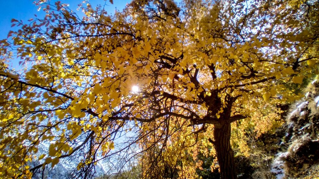 Autumn Tree HD Photo - My Photo Basket