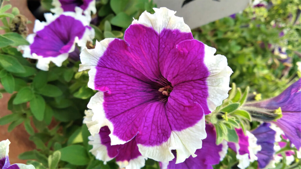 Purple White Flower HD Photo