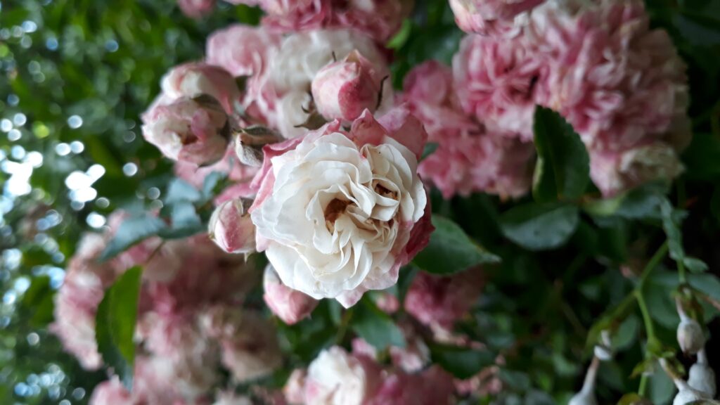 White Pink Rose HD Photo - My Photo Basket