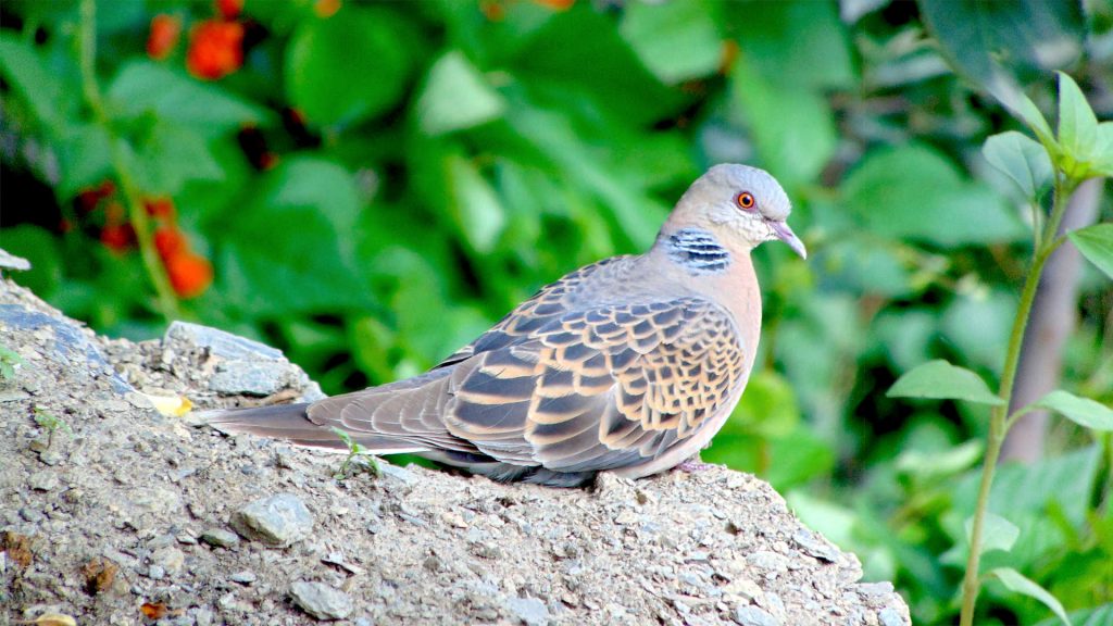 Oriental Turtle Dove HD Photo