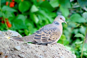oriental turtle dove