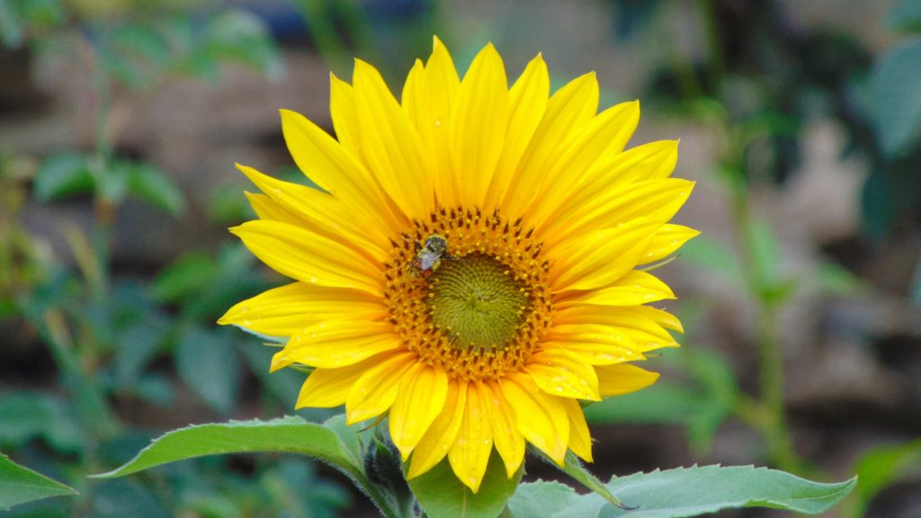 Sun Flower with Bumblebee