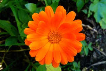 Pot Marigold Flower