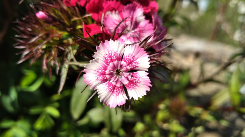 China Pink Flower