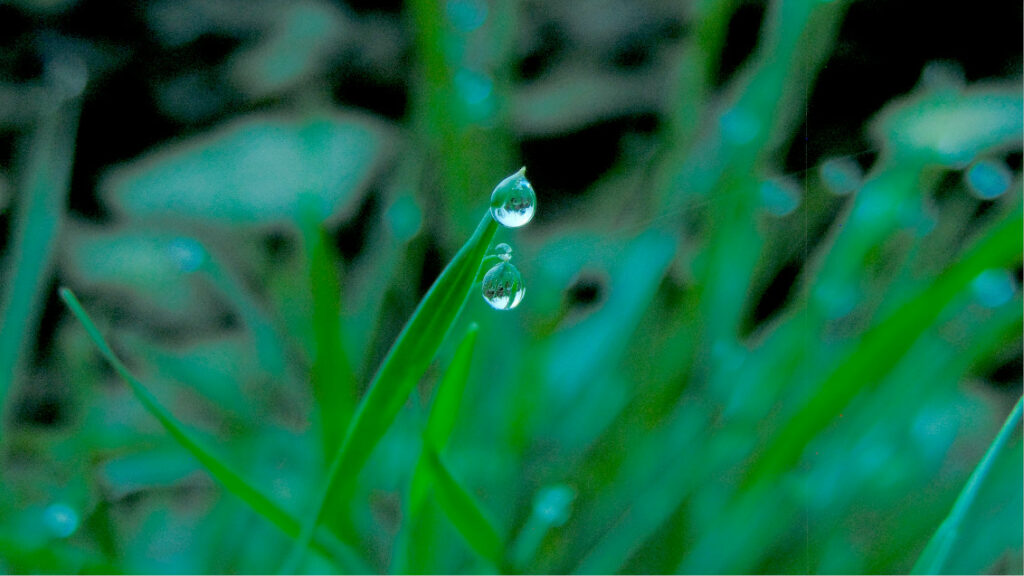 Rain Drops on The Grass