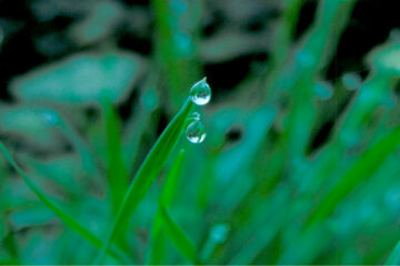 Rain drop on the grass