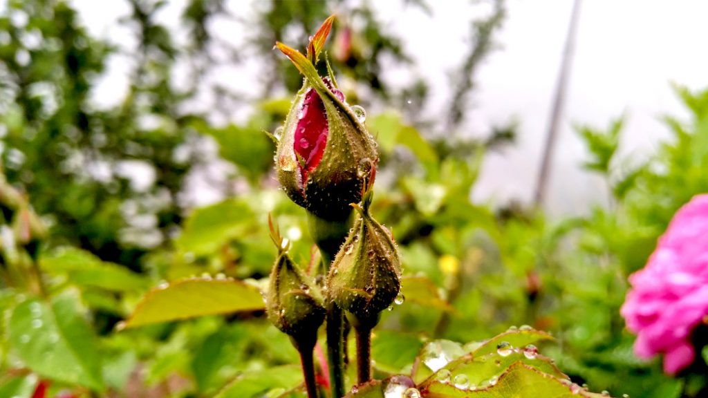 Close Bud of the Rose