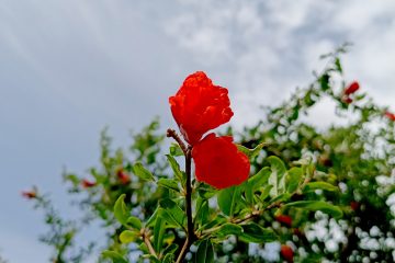 pomegranate-flower